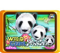 Wild Giant Panda